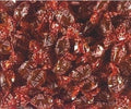 Anta Flu Orange 5 Kilo